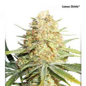 Lemon Zkittle - DUTCH PASSION | TanieSianie.pl