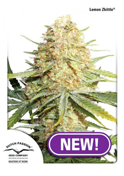 Lemon Zkittle - DUTCH PASSION | TanieSianie.pl
