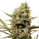 Lemon Zkittle - DUTCH PASSION | TanieSianie.pl
