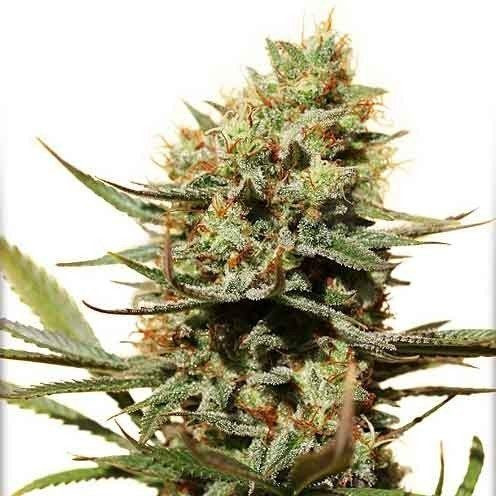 Lemon Zkittle - DUTCH PASSION | TanieSianie.pl