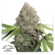 CBD Charlotte’s Angel - DUTCH PASSION | TanieSianie.pl