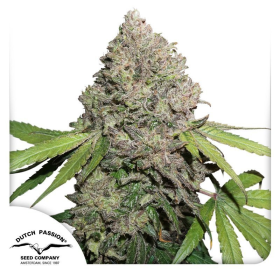 CBD Charlotte’s Angel - DUTCH PASSION | TanieSianie.pl