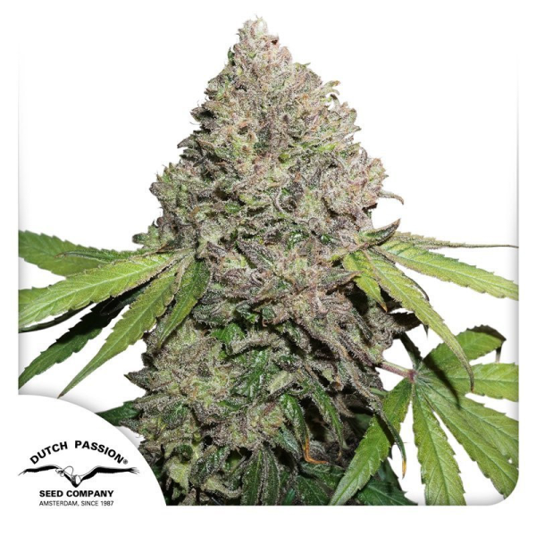 CBD Charlotte’s Angel - DUTCH PASSION | TanieSianie.pl
