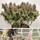 CBD Charlotte’s Angel - DUTCH PASSION | TanieSianie.pl