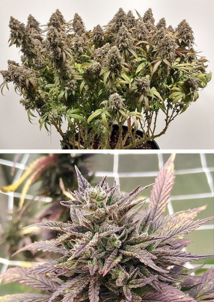 CBD Charlotte’s Angel - DUTCH PASSION | TanieSianie.pl