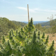 CBD Charlotte’s Angel - DUTCH PASSION | TanieSianie.pl