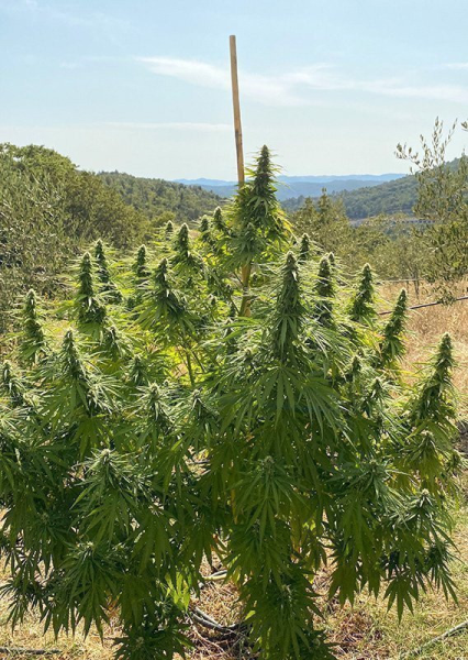 CBD Charlotte’s Angel - DUTCH PASSION | TanieSianie.pl