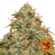 CBD Lemon Potion Auto - BARNEY'S FARM | TanieSianie.pl