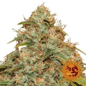 CBD Lemon Potion Auto - BARNEY'S FARM | TanieSianie.pl