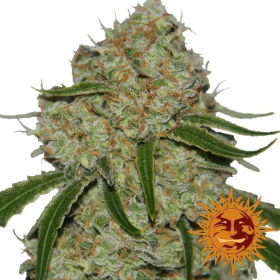 Phantom OG - BARNEY'S FARM | TanieSianie.pl