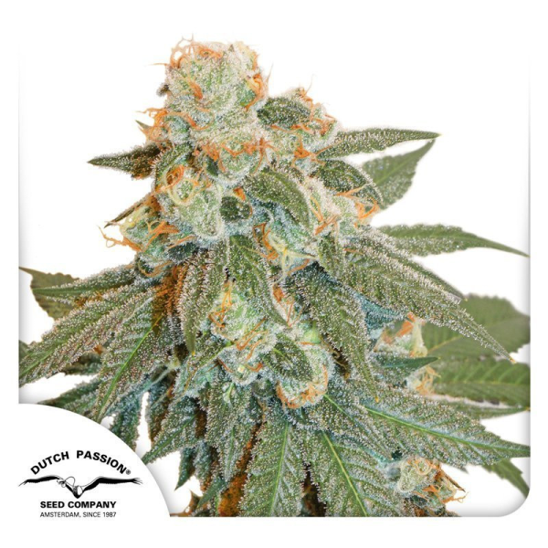 Auto Orange Bud - DUTCH PASSION | TanieSianie.pl