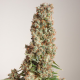 Auto Orange Bud - DUTCH PASSION | TanieSianie.pl