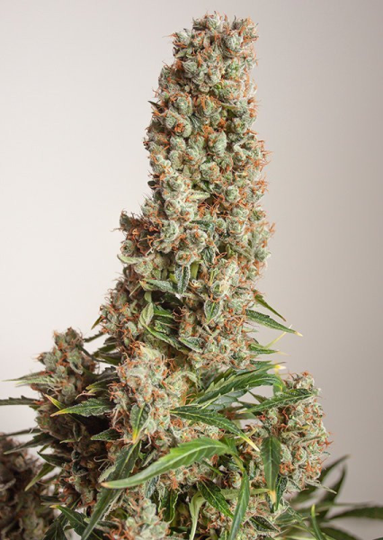 Auto Orange Bud - DUTCH PASSION | TanieSianie.pl