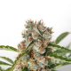 Auto Orange Bud - DUTCH PASSION | TanieSianie.pl