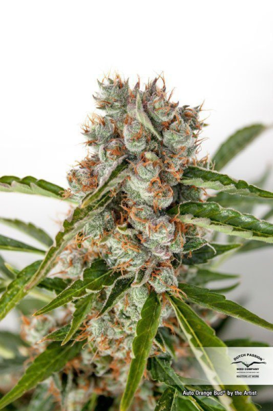 Auto Orange Bud - DUTCH PASSION | TanieSianie.pl