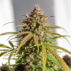 Auto Orange Bud - DUTCH PASSION | TanieSianie.pl