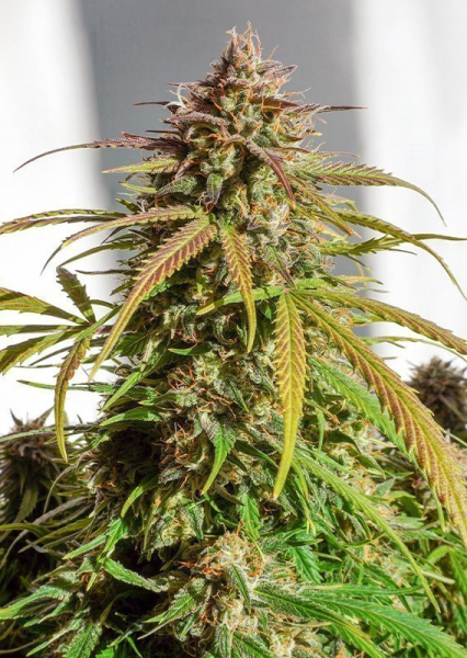Auto Orange Bud - DUTCH PASSION | TanieSianie.pl