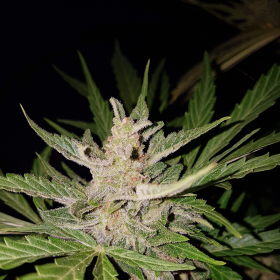 Blueberry Bliss Auto - Vision Seeds | TanieSianie.pl