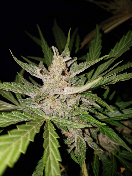 Blueberry Bliss Auto - Vision Seeds | TanieSianie.pl