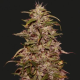 BIG ALTAI SATIVA EXPRESS - KALASHNIKOV SEEDS | TanieSianie.pl
