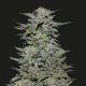 BOY SCOUT COOKIES - KALASHNIKOV SEEDS | TanieSianie.pl