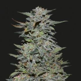 BOY SCOUT COOKIES - KALASHNIKOV SEEDS | TanieSianie.pl