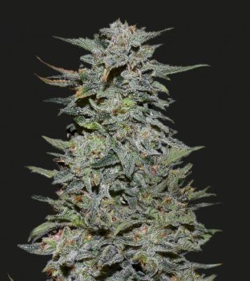 BOY SCOUT COOKIES - KALASHNIKOV SEEDS | TanieSianie.pl