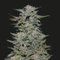 BOY SCOUT COOKIES - KALASHNIKOV SEEDS