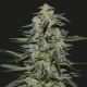 KATYUSHA - KALASHNIKOV SEEDS | TanieSianie.pl
