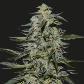 KATYUSHA - KALASHNIKOV SEEDS | TanieSianie.pl