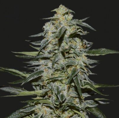 KATYUSHA - KALASHNIKOV SEEDS | TanieSianie.pl