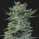 LAVANDA CREAM - KALASHNIKOV SEEDS | TanieSianie.pl