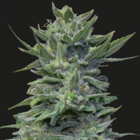 LAVANDA CREAM - KALASHNIKOV SEEDS | TanieSianie.pl