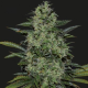 POWER RUSSIAN - KALASHNIKOV SEEDS | TanieSianie.pl