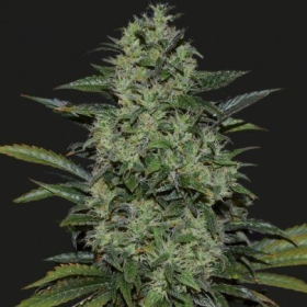 POWER RUSSIAN - KALASHNIKOV SEEDS | TanieSianie.pl