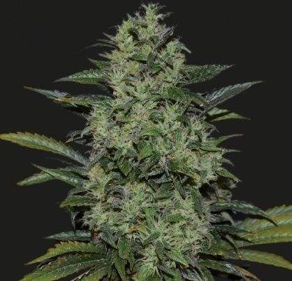POWER RUSSIAN - KALASHNIKOV SEEDS | TanieSianie.pl