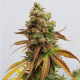 Special Queen #1 - ROYAL QUEEN SEEDS | TanieSianie.pl