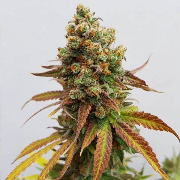 Special Queen #1 - ROYAL QUEEN SEEDS | TanieSianie.pl