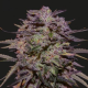 PURPLE RUSSIAN EXPRESS - KALASHNIKOV SEEDS | TanieSianie.pl