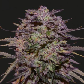 PURPLE RUSSIAN EXPRESS - KALASHNIKOV SEEDS | TanieSianie.pl