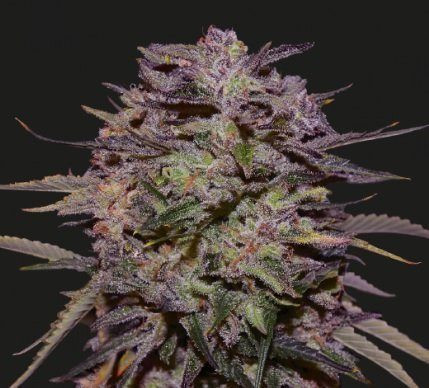 PURPLE RUSSIAN EXPRESS - KALASHNIKOV SEEDS | TanieSianie.pl