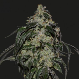 SOYUZ OG EXPRESS - KALASHNIKOV SEEDS | TanieSianie.pl