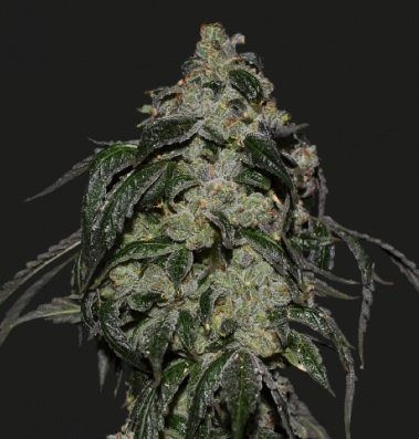 SOYUZ OG EXPRESS - KALASHNIKOV SEEDS | TanieSianie.pl