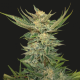 VODKA LEMON - KALASHNIKOV SEEDS | TanieSianie.pl
