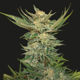 VODKA LEMON - KALASHNIKOV SEEDS | TanieSianie.pl