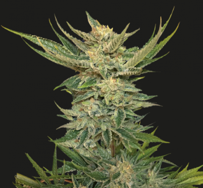 VODKA LEMON - KALASHNIKOV SEEDS | TanieSianie.pl