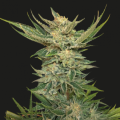 VODKA LEMON - KALASHNIKOV SEEDS