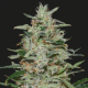 WHITE RUSSIAN OG - KALASHNIKOV SEEDS | TanieSianie.pl