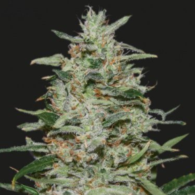 WHITE RUSSIAN OG - KALASHNIKOV SEEDS | TanieSianie.pl