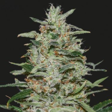 WHITE RUSSIAN OG - KALASHNIKOV SEEDS | TanieSianie.pl